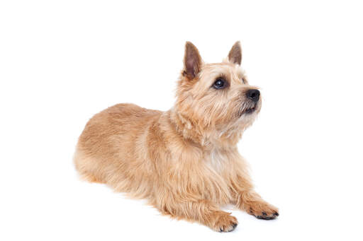 A beautiful adult norwich terrier showing off it's wonderful pointed ears