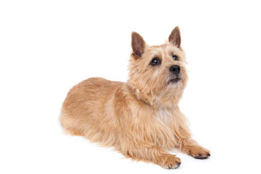 A healthy adult norwich terrier with a lovely, thick, coat