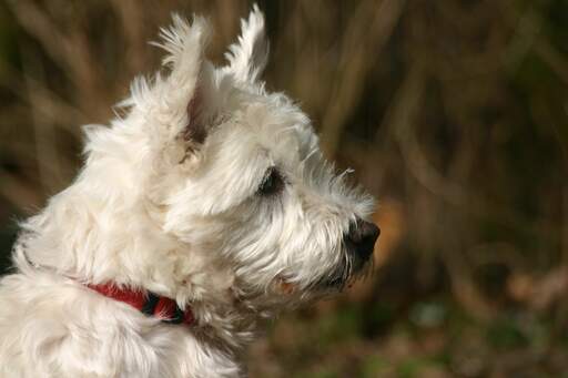 are pig ears better for a wire fox terrier than rawhide ears