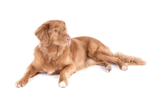 A nova scotia duck tolling retriever with a lovely soft coat relaxing