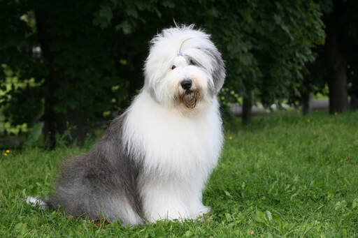 A old english sheepdog, sitting beautifully, waiting for a command