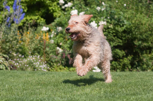 A healthy adult otterhound bounding across the grass