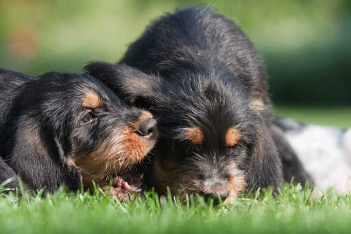 Two wonderful little otterhound puppies playing on the grass