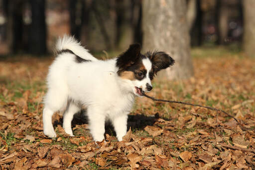 Papillon Dogs Dog Breeds