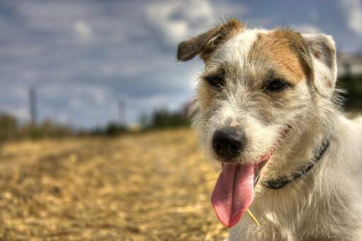 A parson russell terrier's wonderful floppy ears and short, wiry nose