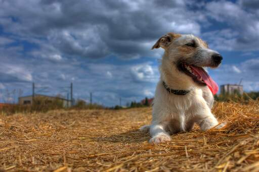 A close up of a parson russell terrier's beautiful wiry coat