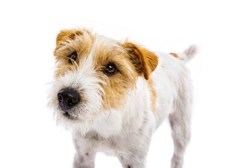 A close up of a parson russell terrier's wonderful scruffy beard