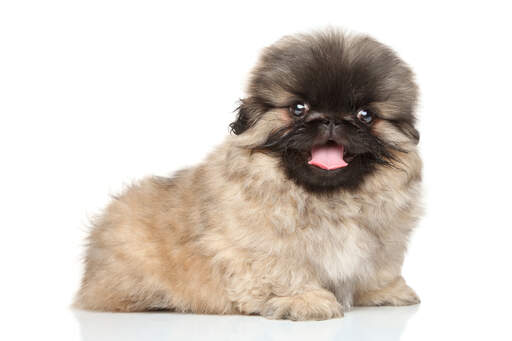 A beautiful soft pekingese sitting attentively