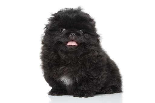 A lovely little pekingese with a thick black coat