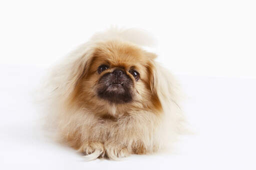 A young pekingese with a lovely soft, long coat