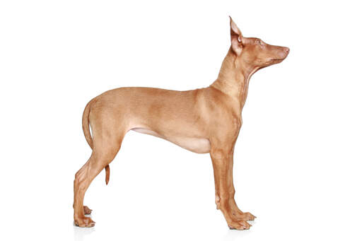 A beautiful, young pharaoh hound standing tall, showing off its slender physique