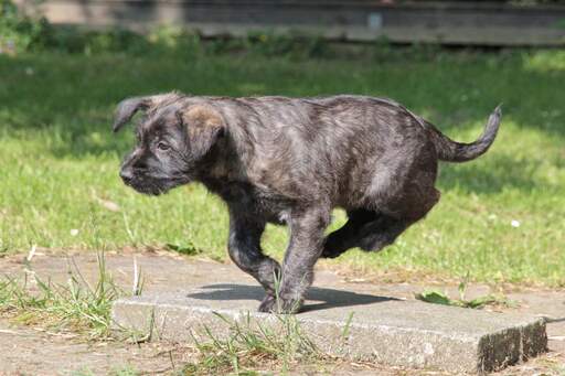 A beautiful little dark coat picardy sheepdog puppy running at full pace