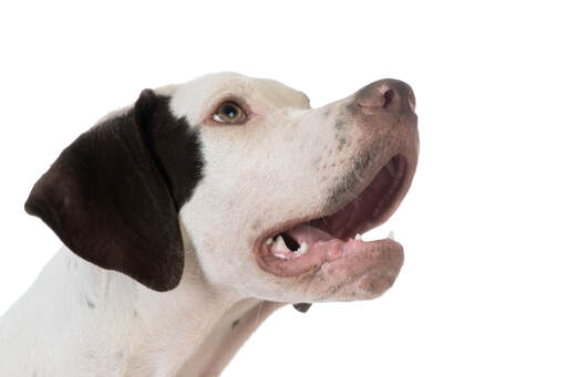 A young pointer hoping for a treat