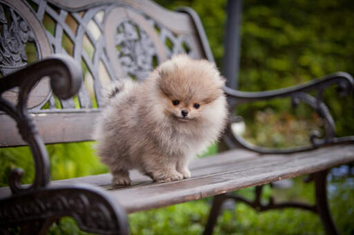 A beautiful, young pomeranian puppy with a wonderful, thick, soft coat