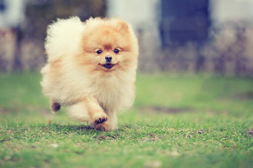 A young pomeranian jogging, showing off it's lovely, bushy coat