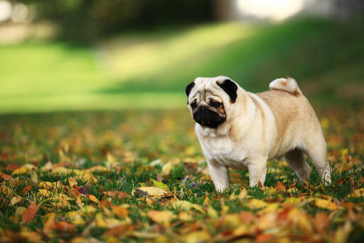 A pug's beautiful, little, curly tail and sharp, black ears