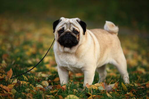 A close up of a pug's beautiful, little, curly tail and and thick, blonde coat