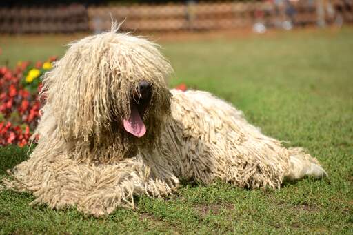 A komondor with a long, thick coat lying down having a deserved rest on the grass