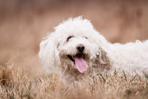 A komondor with a short, curly, white coat playing in the grass