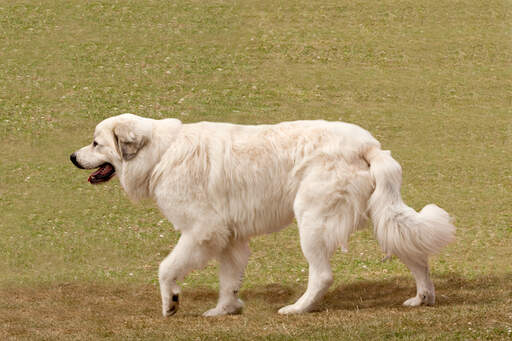 A pyrenean mountain dog strolling, with a long, thick white coat