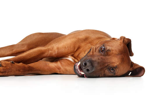 A beautiful, young rhodesian ridgeback puppy spreading out across the floor