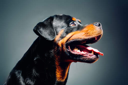 A close up of a rottweiler's strong, masculine face
