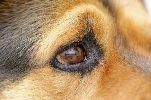 A close up of a rottweiler's wonderful eye