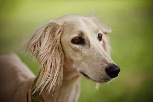 Saluki Dogs Dog Breeds