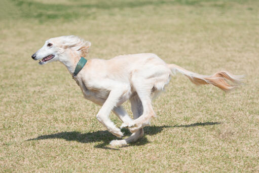 A healthy adult saluki running at full pace across the grass