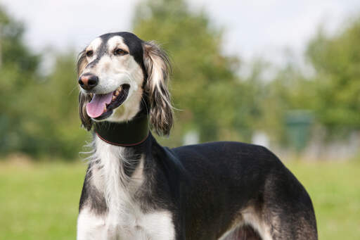 A lovely, tall saluki waiting for a command from it's owner