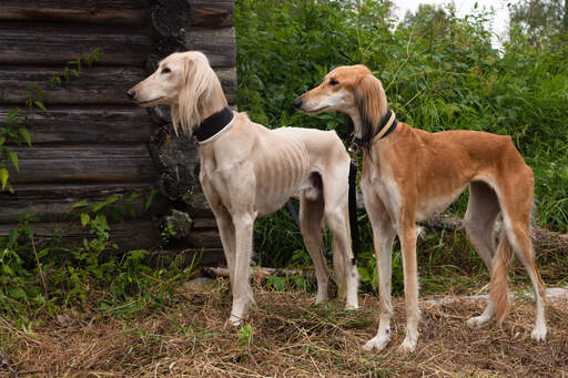 Two healthy adult salukis each with a beautiful, slender physique