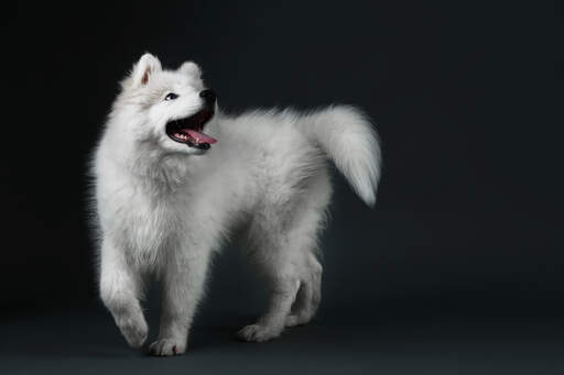 A samoyed with great big paws and a beautiful, bushy tail