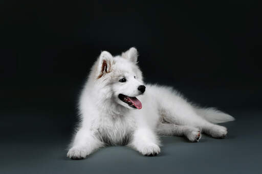 A beautiful, young samoyed with an incredibly soft, thick, white coat