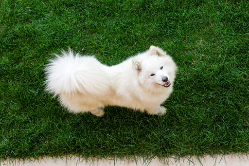 A healthy samoyed with a wonderful bushy tail and a thick, white coat