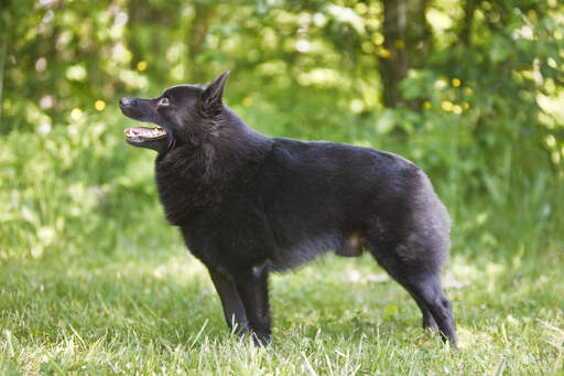 A healthy adult schipperke standing tall, showing off it's wondeful physique