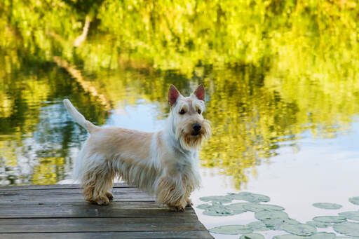 A scottish terrier's incredible pointed ears and scruffy beard