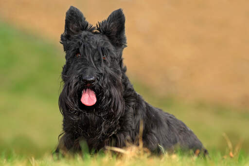 A beautiful, black scottish terrier with a big scruffy beard