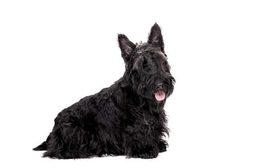 A lovely, little adult scottish terrier with a long black coat and pointed ears