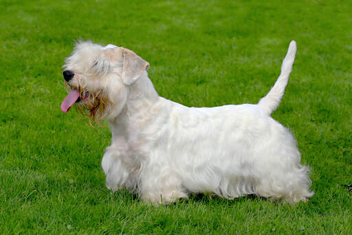 A sealyham terrier's beautiful, long, white coat and scruffy beard