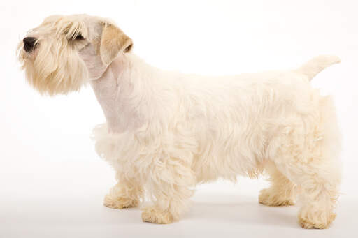 A beautiful, adult sealyham terrier showing off it's short body and thick, soft coat