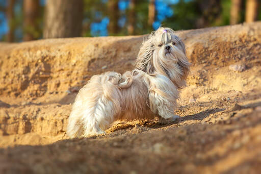 A shih tzu with a incredibly, long coat showing off it's beautiful, short legs