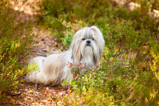 A beautiful, little shih tzu poking it's head out of the undergrowth