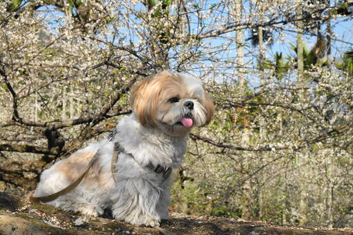 Bernese mountain dog store shih tzu mix