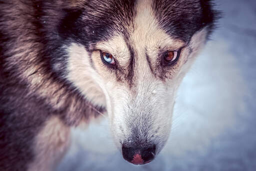 A close up of a siberian husky's beautiful big eyes