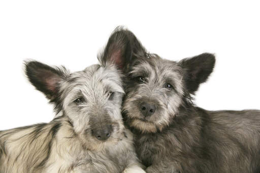 Two skye terrier's resting their head against each other