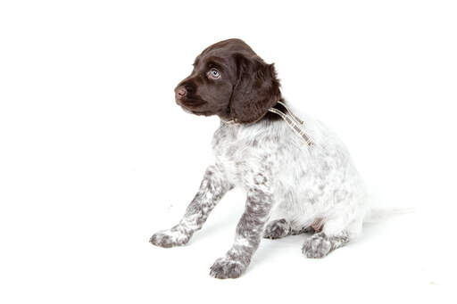 A lovely little small munsterlander puppy with a white body and a brown head
