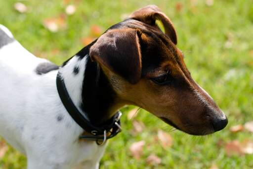A smooth fox terrier's beautiful brown face and floppy ears