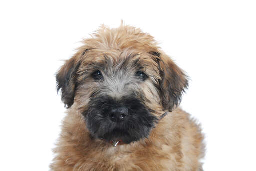 A soft coated wheaten terrier puppy's beautiful little face and floppy ears