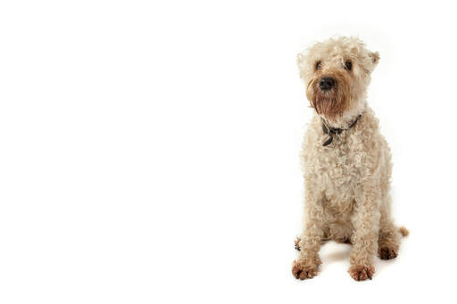 A soft coated wheaten terrier with a white, tightly curled coat