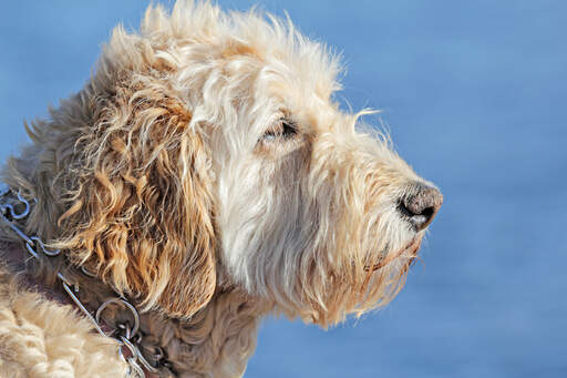 A close up of a soft coated wheaten terrier's beautiful scruffy beard